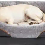 JOYELF XXLarge Memory Foam Dog Bed